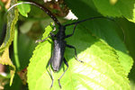 IMG_4646.jpg