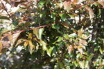 IMG_1852 small.JPG