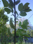 DSC04350.jpg