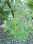 DSC04351.jpg