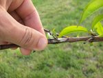 Maladie nectarine2.jpg