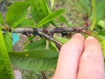 Maladie nectarine3.jpg