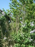 DSCF9526-1.JPG