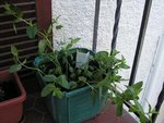 Menthe mise en pot hier (le 27 avril)