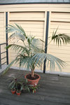 palmier.jpg