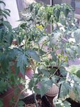 tomate inconnue1