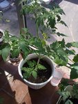tomate inconnu