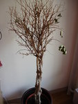 voilà l'arbre en péril!