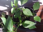 piment