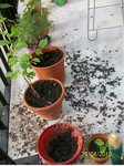 100_2753.jpg