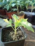 Une tomate qui a pris un coup de soleil et qui s&quot;en remet plutôt bien