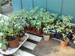 Petite forêt de tomate