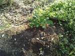 Une bonne grosse PDT de consommation qui n'avait pas encore germé , mise en terre sur petite butte .