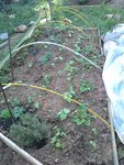 Un carrée ou se mêle haricots nain , fraises, tomates , Œillets d'inde , basilic .