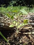 Tomates en terre