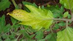 DSC00061.JPG