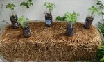 05  le 30 avril prêt avec plants à venir.JPG