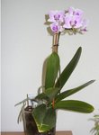 Ma 1ère orchidée