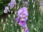 les violets clairs