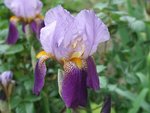 les violets bicolores