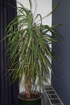 plante mystère2.jpg