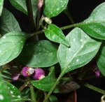 ses trois premiers piments