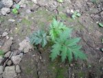 DSCF2781.jpg