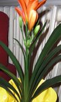 fleurs me ebouleau 001.JPG
