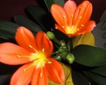 fleurs me ebouleau 002.JPG