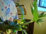 DSC01551.jpg