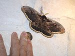 DSCF2123 - Copie.JPG