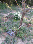 spirée.jpg