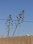 DSC01993 - Copie.JPG