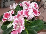 Superbe plante.jpg