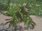 arbre1.JPG