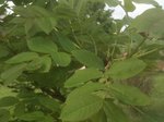 monarbre2.JPG
