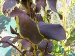 feuille_malade