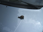 escargot.jpg