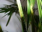 Ces petites betes mesurent environ 1mm.