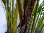 Elles nichent entre les tiges avant de se déplacer vers le haut de celle-ci