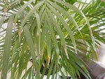 Mon areca est peu déséché