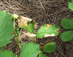 2010-05-02_MaladieFraisier_IMG_4863.jpg