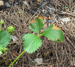 2010-05-02_MaladieFraisier_IMG_4864.jpg