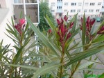 DSC00218.JPG
