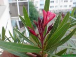 DSC00219.JPG