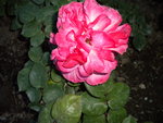 DSCN0724.JPG