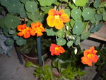 DSCN0726.JPG