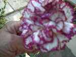 DSCN0737.JPG