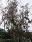 eucalyptus mai 2010 (1).jpg
