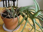aloe3.jpg